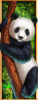 Bamboo Rush panda